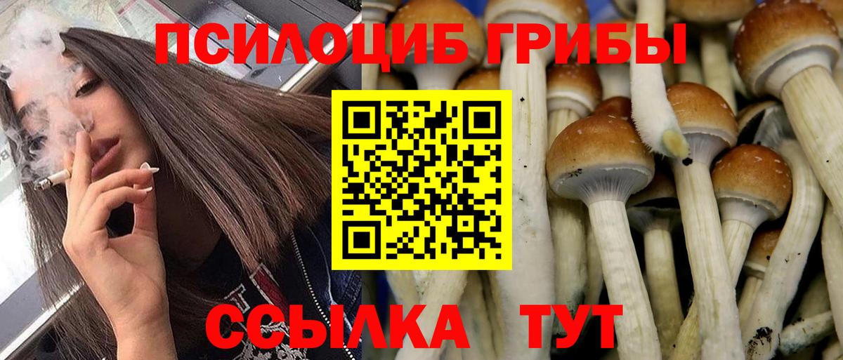 Псилоцибиновые грибы GOLDEN TEACHER Кызыл